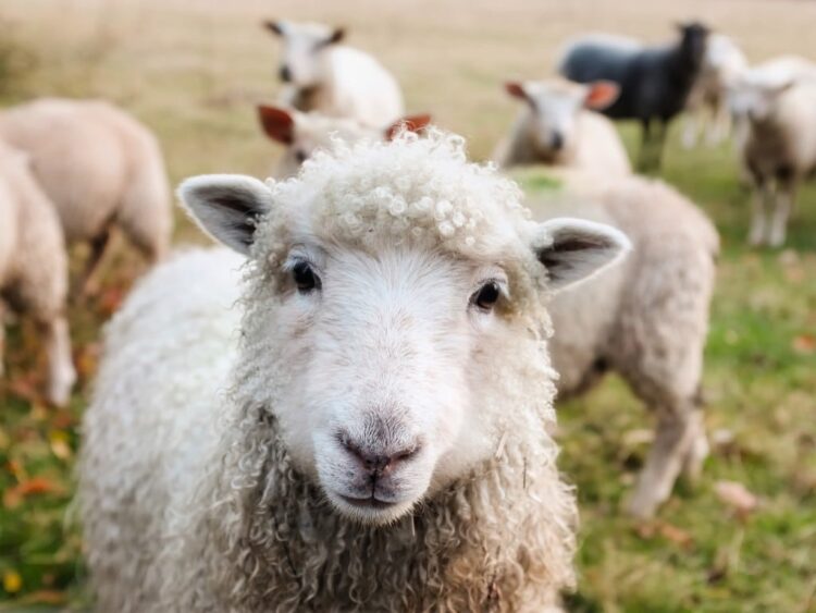 produção de ovinos, atividade ovina, criação de ovinos