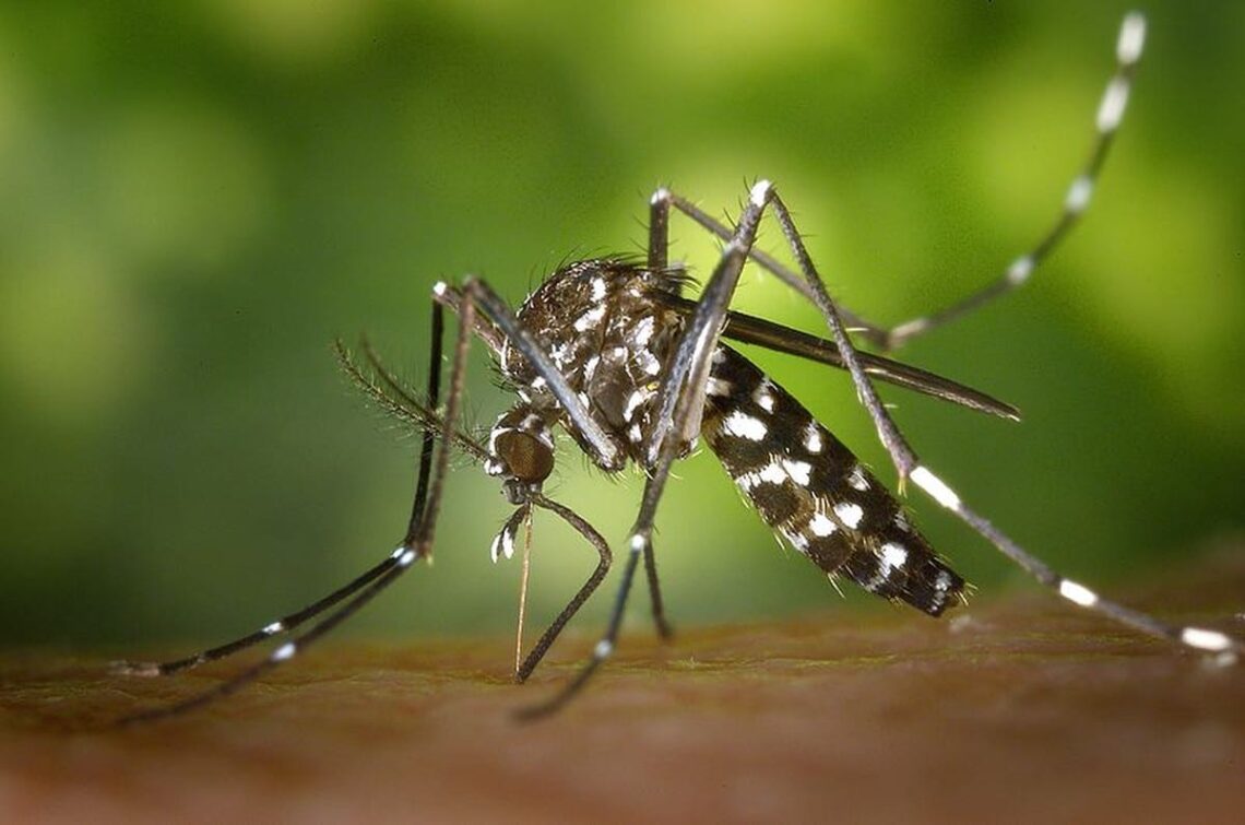 imunização contra dengue