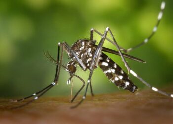 imunização contra dengue