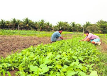 produção de comida, fabricação de alimentos, manufatura de alimentos