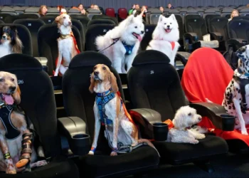 cães no cinema;