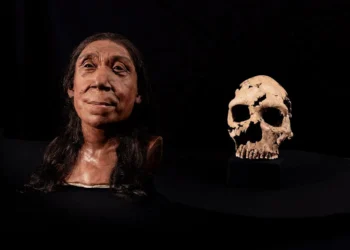 seres humanos antigos, espécie de Homo, heidelbergensis ou Homo neanderthalensis.