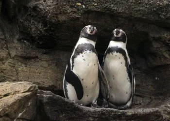 Pinguins-de-Humboldt, Spheniscus, humboldti;