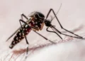 mosquito, Aedes aegypti, infecção, depressão;