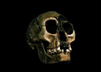 pequeno, ser humano, Homo floresiensis