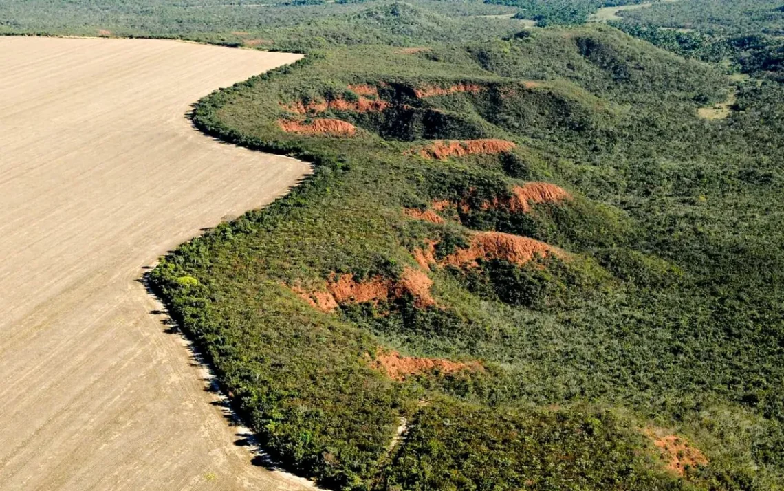 derrubada de árvores, destruição de vegetação, queimadas;