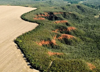 derrubada de árvores, destruição de vegetação, queimadas;