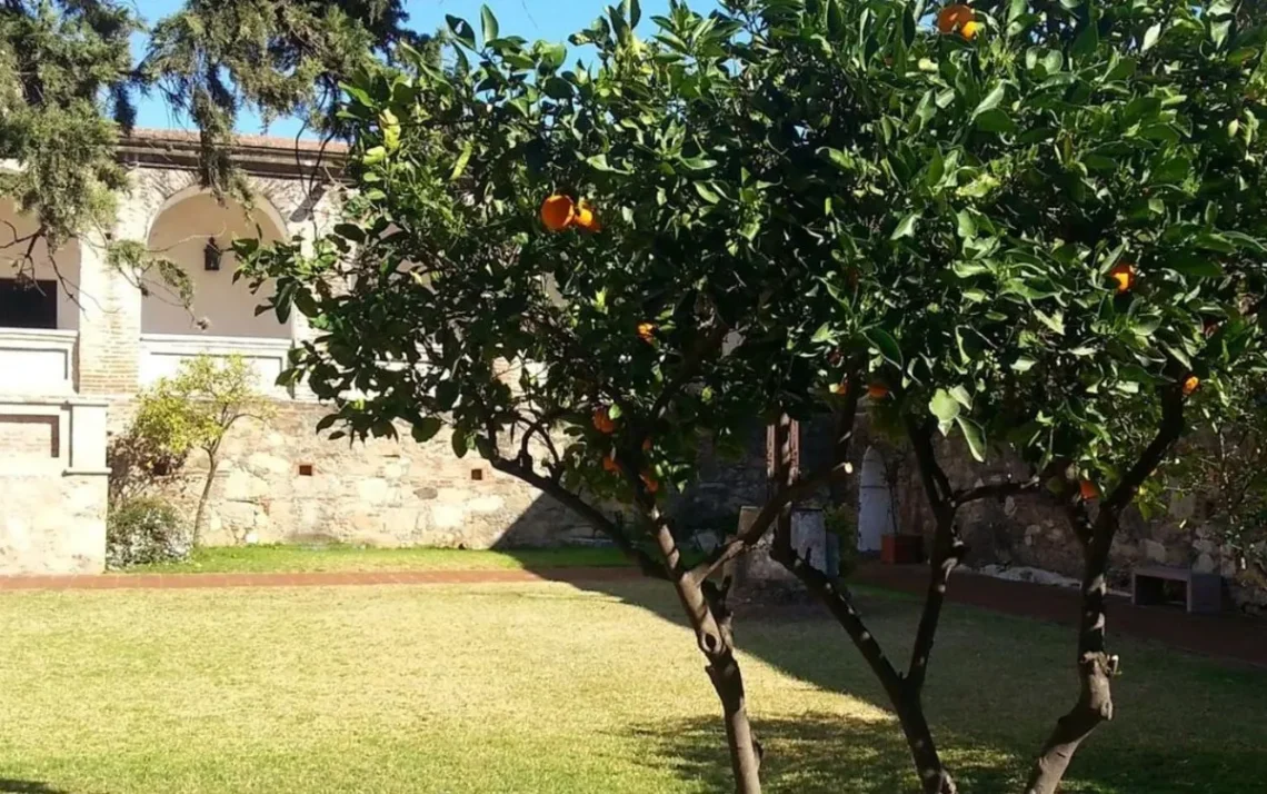 árvores de frutas, árvores de pomar, árvores de jardim;