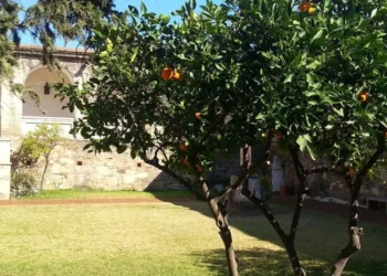 árvores de frutas, árvores de pomar, árvores de jardim;