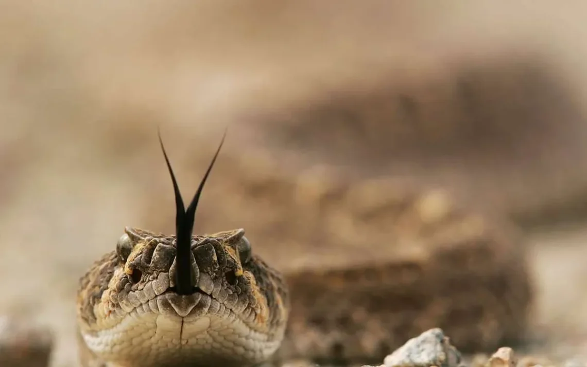 animais, escorpiões, serpentes, aranhas, abelhas