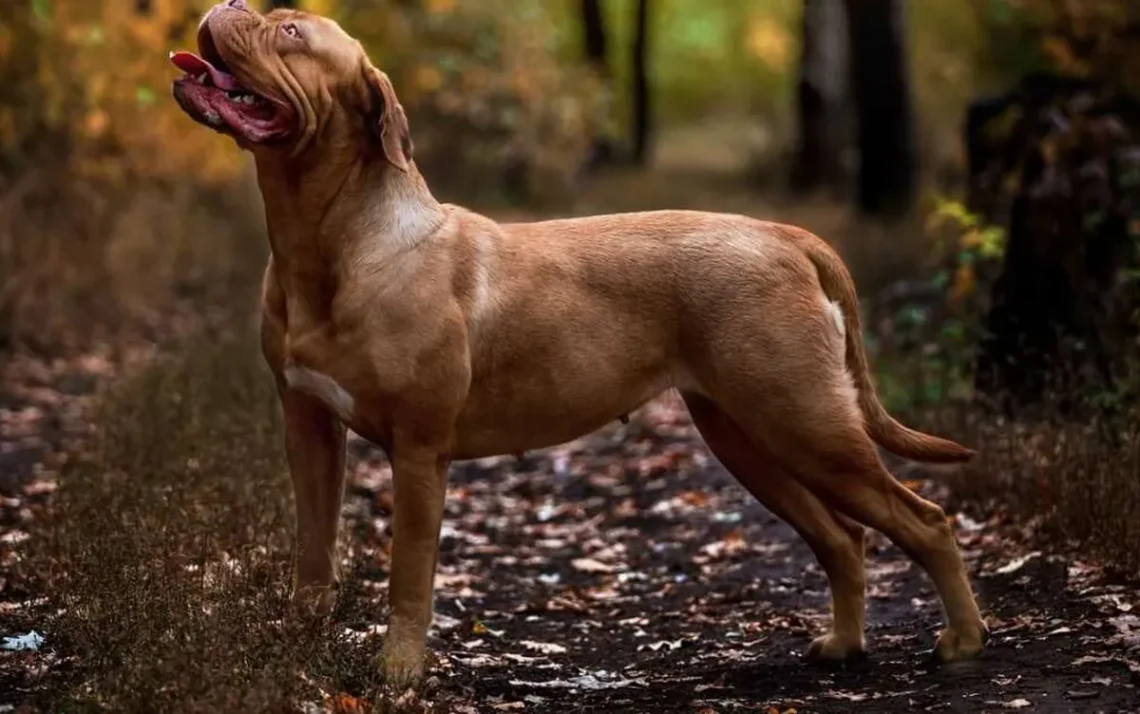 cão, raça;