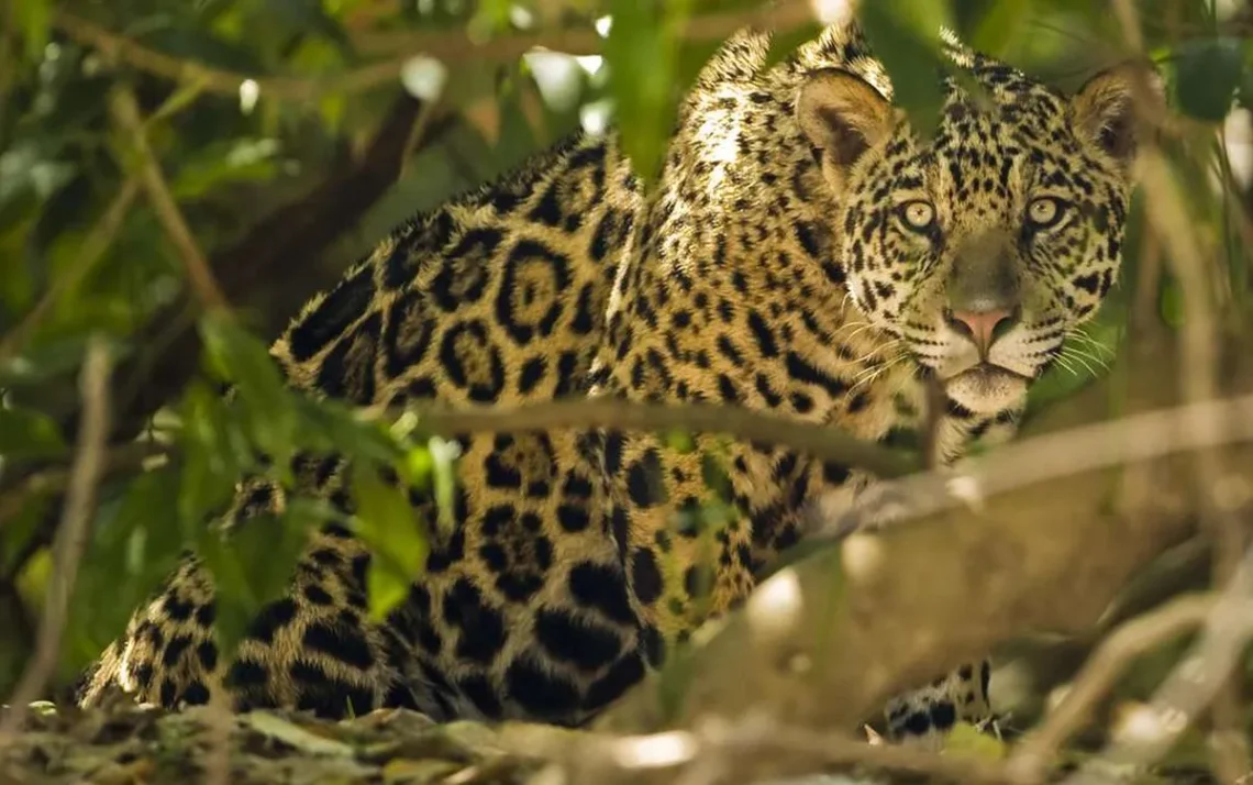 onça, felino, das Américas;