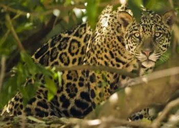 onça, felino, das Américas;