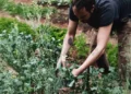 cozinha experimental, alimentação saudável, agricultura sustentável;