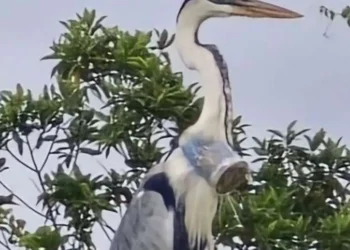 descarte, poluição, degradação, ambiental;