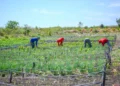 linha, famílias, agricultores, renda, mínimo, programas;