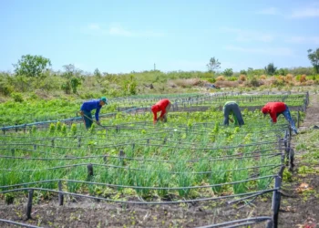 linha, famílias, agricultores, renda, mínimo, programas;