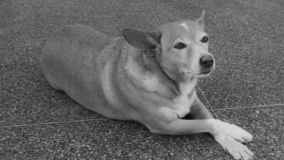 A despedida emocionante da cadelinha Madonna, mascote da UFBA