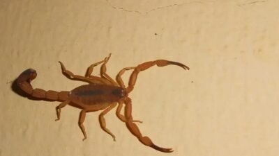 Acidentes com escorpiões no Brasil: como se proteger e se prevenir