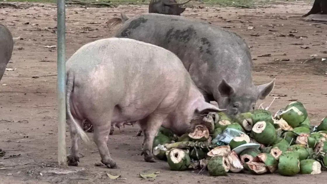 Atração de porcos no Parque da Cidade preocupa moradores de Salvador