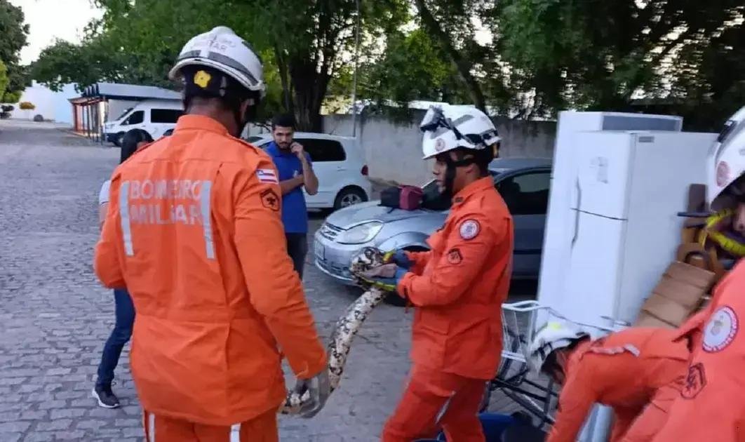Bombeiros resgatam cobra de quase 2 metros no campus da Uneb