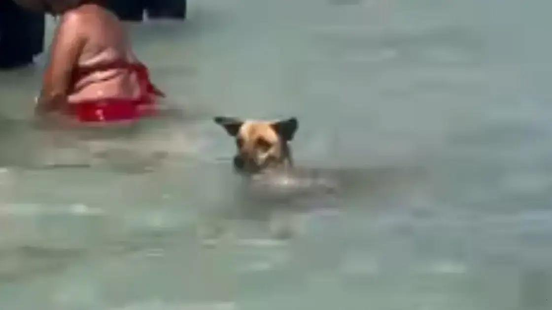 Cachorro surpreende banhistas ao pescar em Maragogi e viraliza