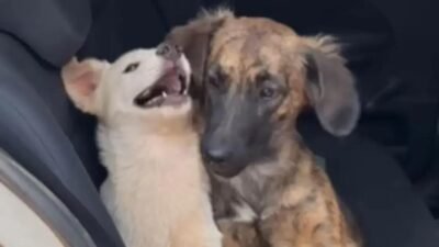 Cadela Zaara mostra como cães sentem luto após perda da amiga