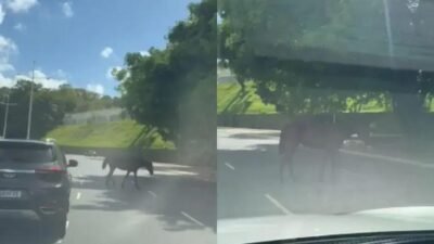 Cavalo solto na Avenida ACM assusta motoristas em Salvador