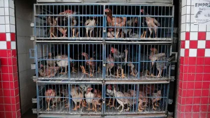 China retira veto às importações brasileiras após surto de gripe aviária