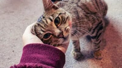 Como os Gatos se Comunicaram com os Humanos e Por que isso Importa