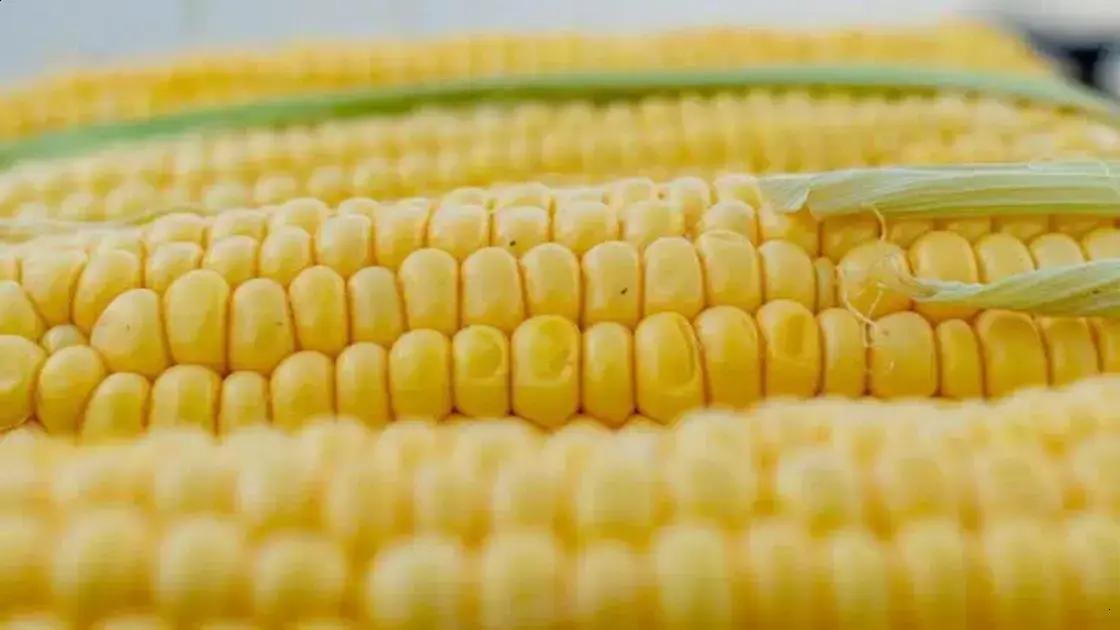 Cuidados para uma Segunda Safra de Milho Rentável e Produtiva