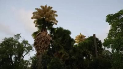 Florescimento raro das palmeiras Talipot no Parque do Flamengo encanta a cidade