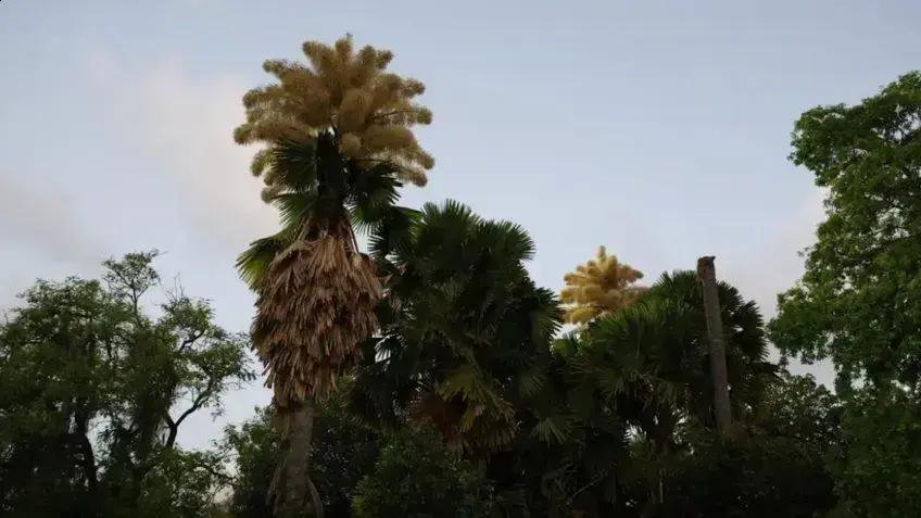 Florescimento raro das palmeiras Talipot no Parque do Flamengo encanta a cidade