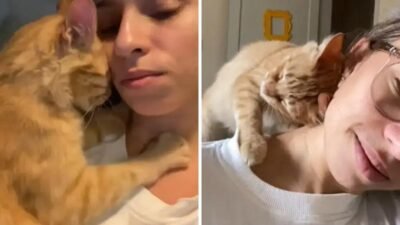 Gato manhoso quebra preconceito e conquista corações nas redes sociais