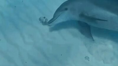 Golfinhos e a curiosidade com baiacus: um estudo fascinante