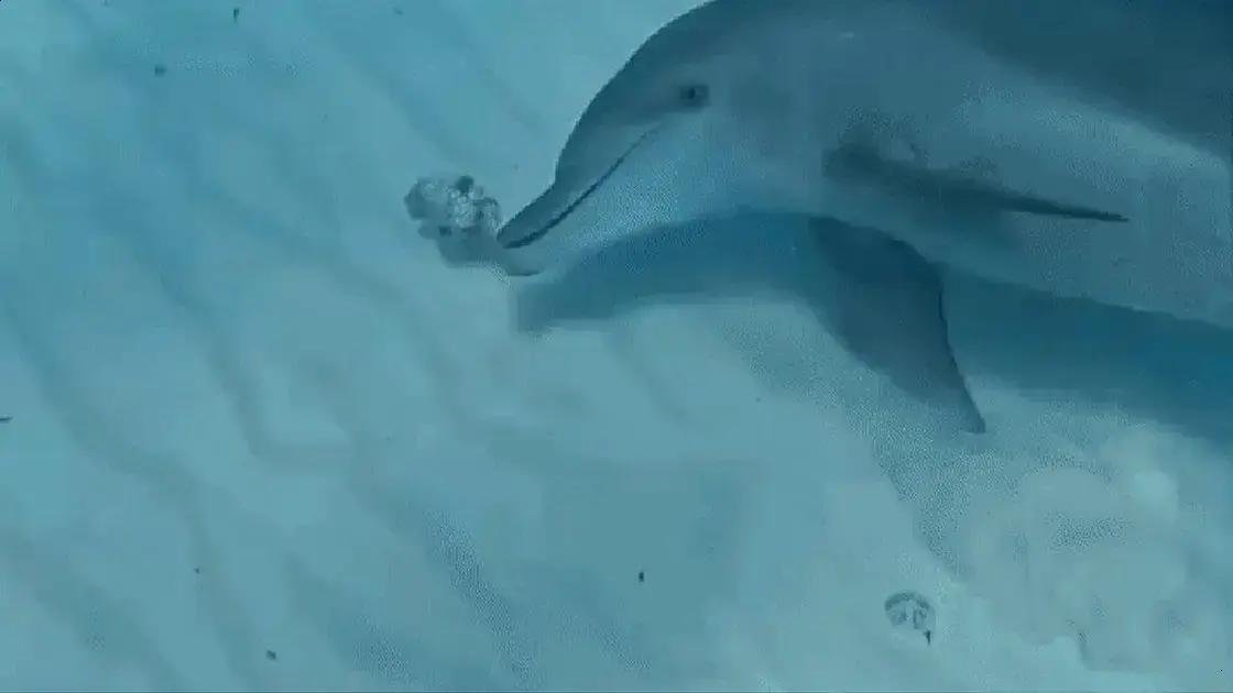 Golfinhos e a curiosidade com baiacus: um estudo fascinante