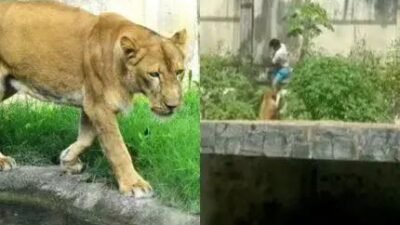 Homem invade jaula de leoa e é atacado em parque na Paraíba