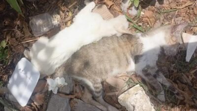 Moradores alertam para mortes de gatos em Barra do Jacuípe por envenenamento