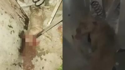 Moradores de Alagoinhas pedem providências após pitbull atacar animais