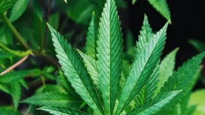 O impacto da maconha medicinal no mercado: a visão de Trump