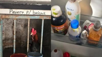 Operação Carcará: 174 galos apreendidos e prisões no interior da Bahia