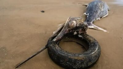 Peixe gigante encontrado com bico preso em pneu alerta sobre poluição