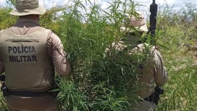Polícia Militar erradica aproximadamente 23 mil pés de maconha em Curaçá