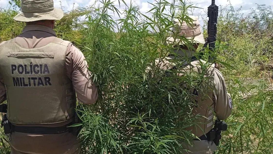 Polícia Militar erradica aproximadamente 23 mil pés de maconha em Curaçá