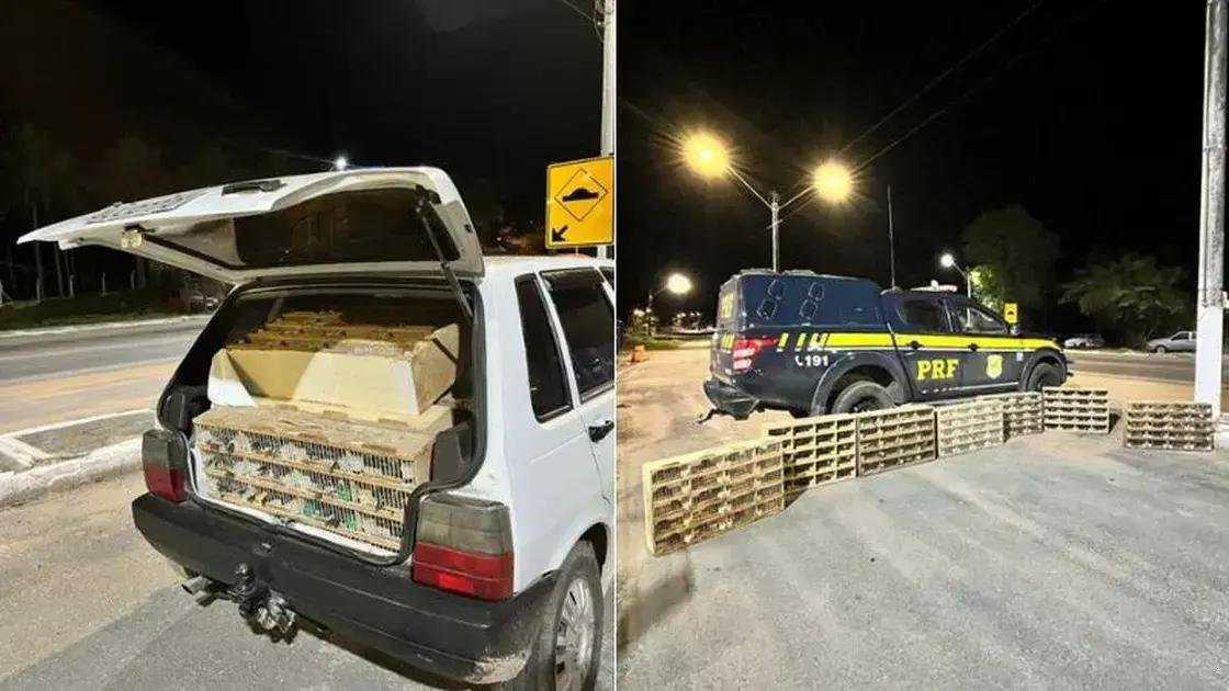 Polícia Rodoviária resgata quase 600 animais silvestres na Bahia