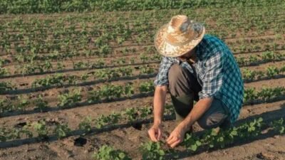 PPAIS: A Revolução da Agricultura Familiar em São Paulo em 2025