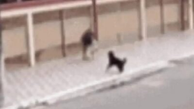 Rottweiler escapa e ataca shih tzu enquanto dono passeia
