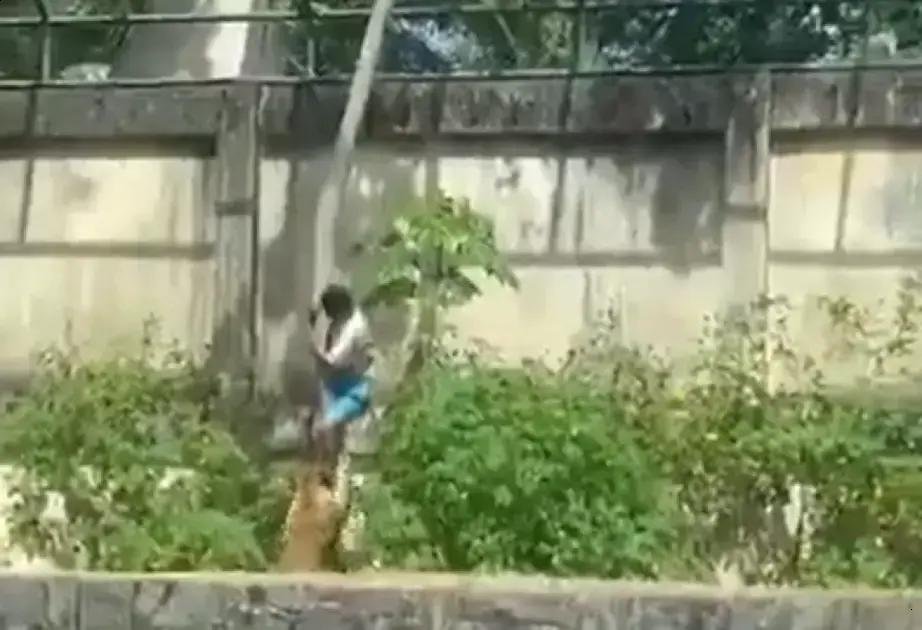 Tragédia no Parque Arruda Câmara: jovem morre após invasão ao recinto de leoa