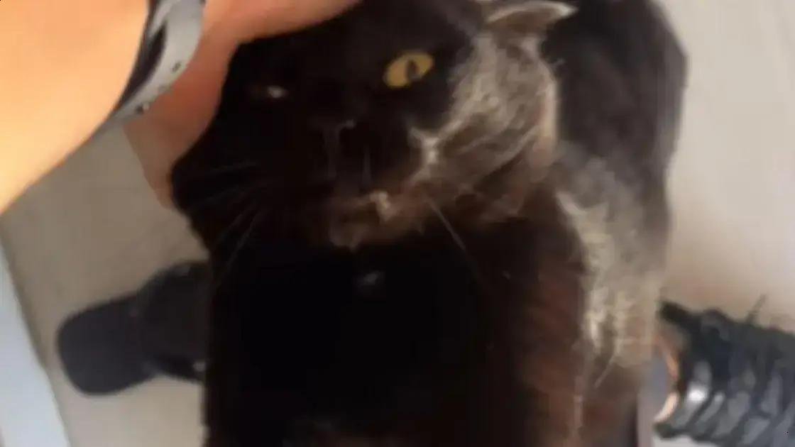 Vídeo fofo desmistifica o mito dos gatos traiçoeiros