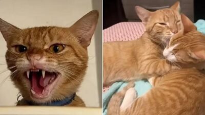 Após castração, gato muda completamente e vira um bebê de colo